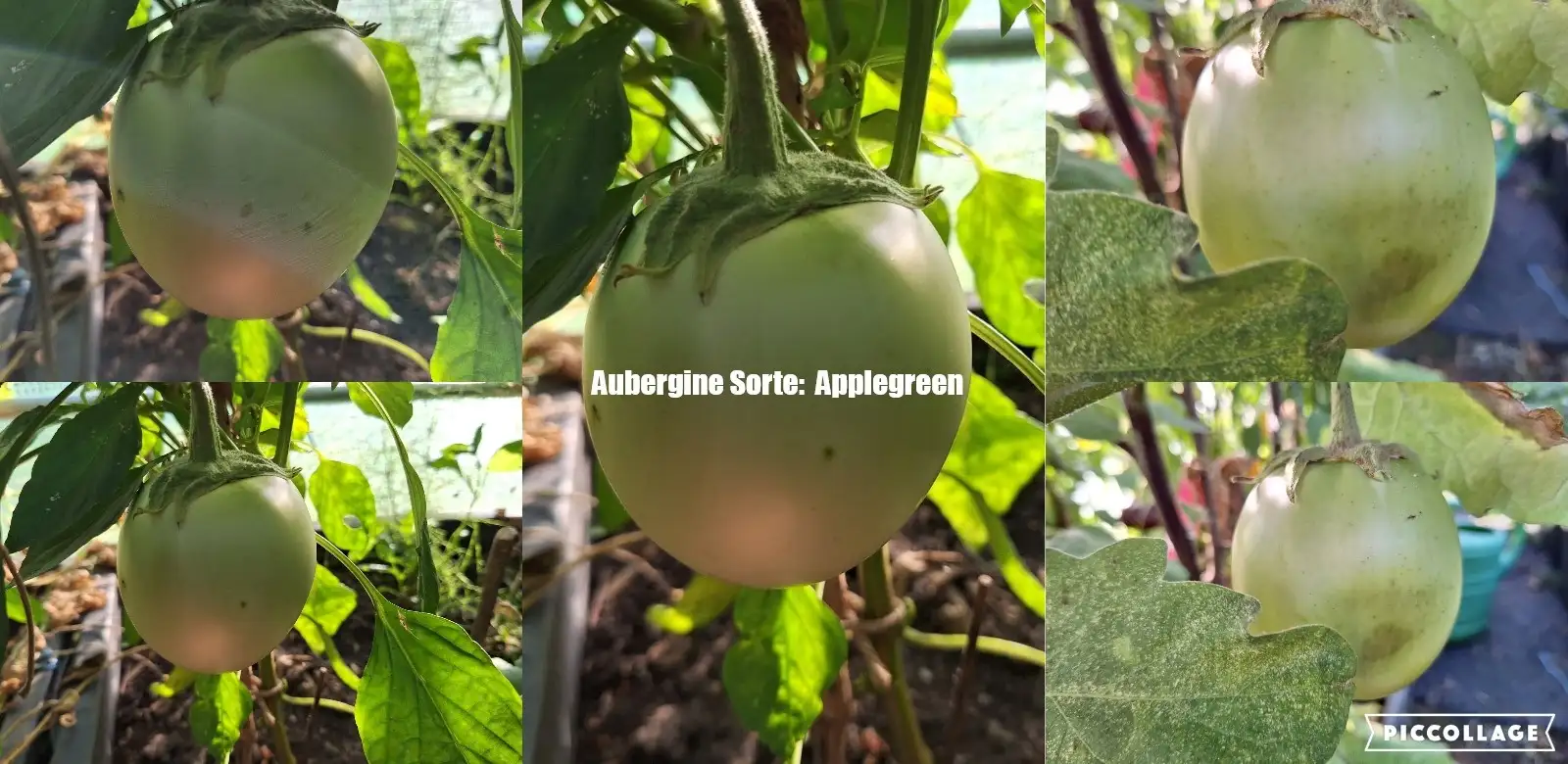 Auberginen: Apple Green