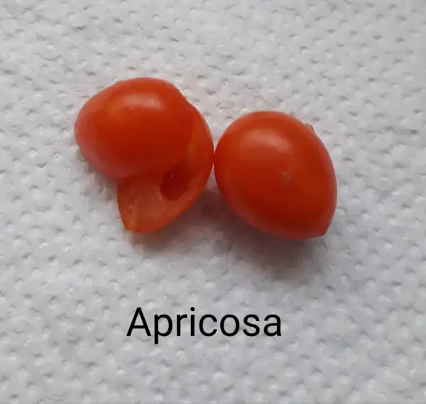 Tomaten: Apricosa