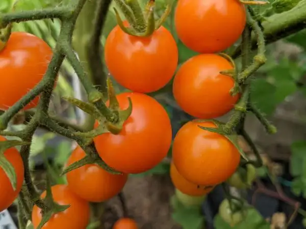 Tomaten: Apricosa