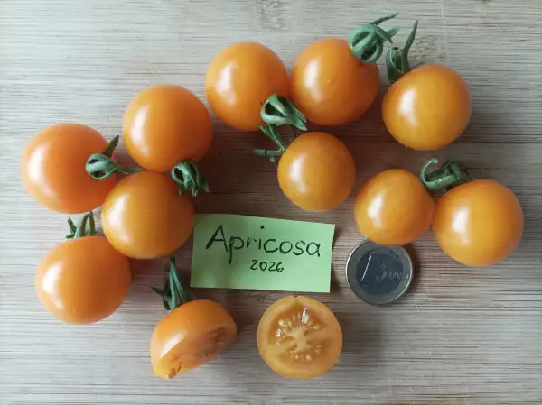 Tomaten: Apricosa