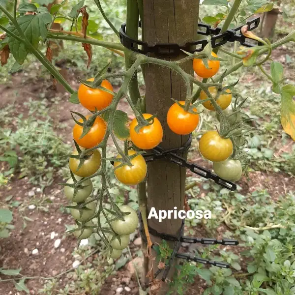 Tomaten: Apricosa