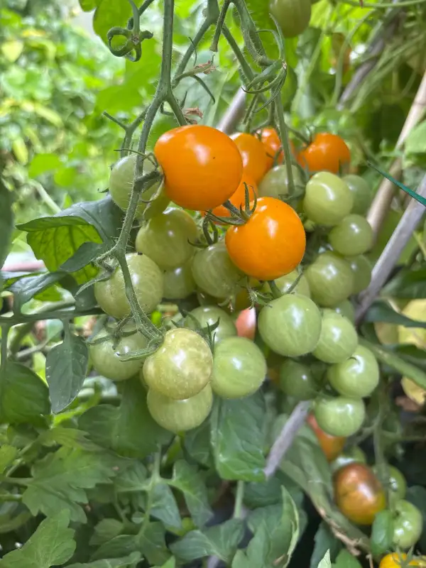 Tomaten: Apricosa Multiflora