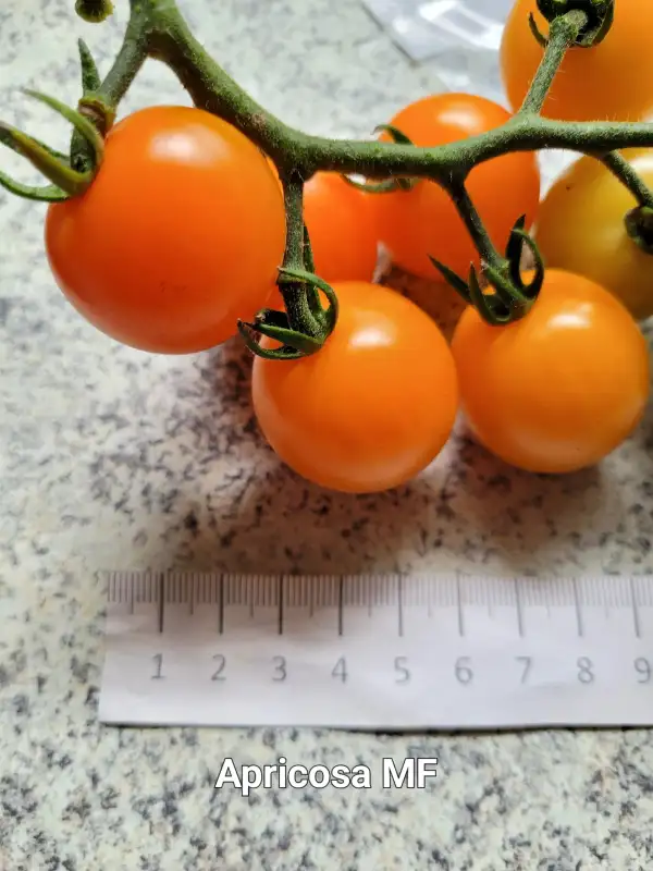 Tomaten: Apricosa Multiflora