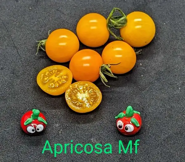 Tomaten: Apricosa Mutiflora