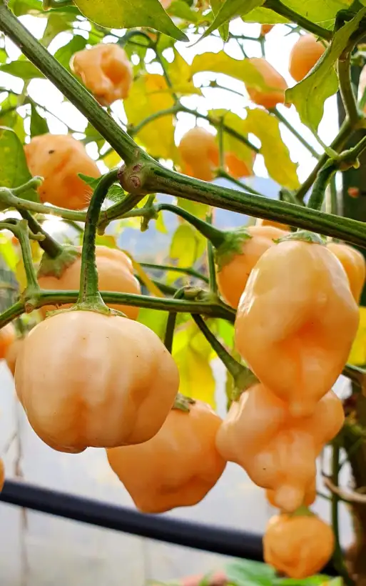 Chili / Paprika: Apricot Apple