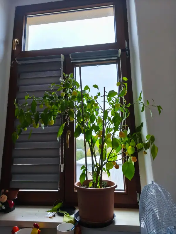 Chili / Paprika: Apricot Apple