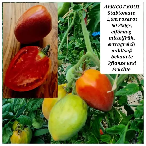 Tomaten: APRICOT BOOT