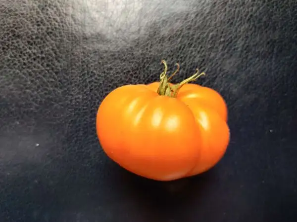 Tomaten: Apricot Brandywine