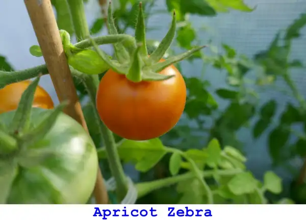 Tomaten: Apricot Zebra