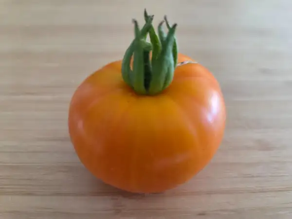 Tomaten: Apricot Zebra