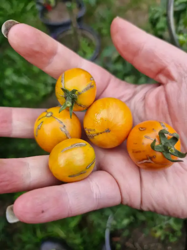Tomaten: Apricot Zebra