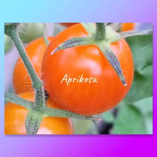 Tomaten: Aprikosa