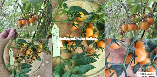 Tomaten: Aprikosenkirsche - Freilandgeeignet