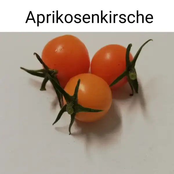 Tomaten: Aprikosenkirsche