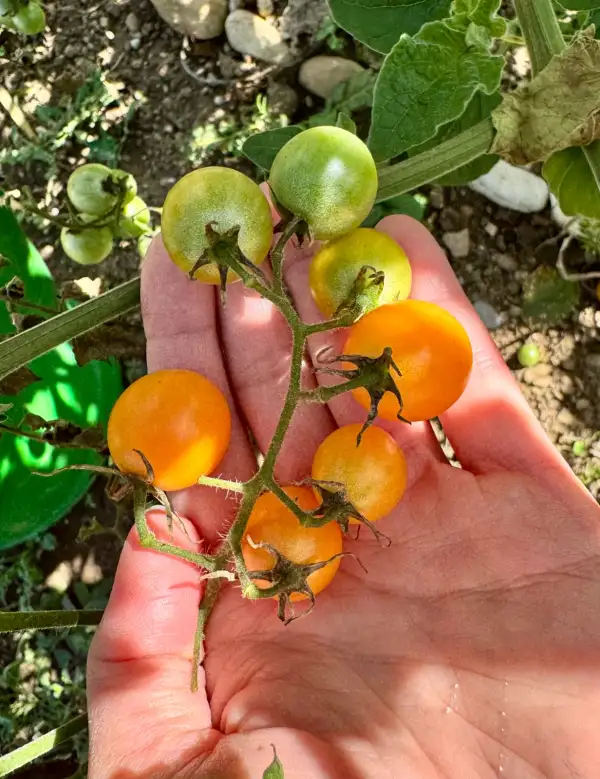 Tomaten: Aprikosenkirsche