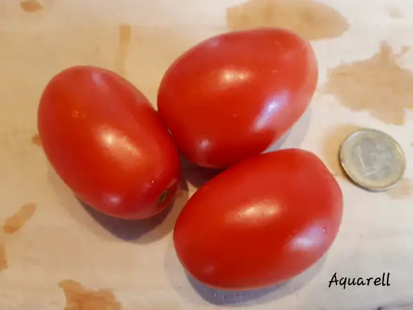 Tomaten: AQUARELL