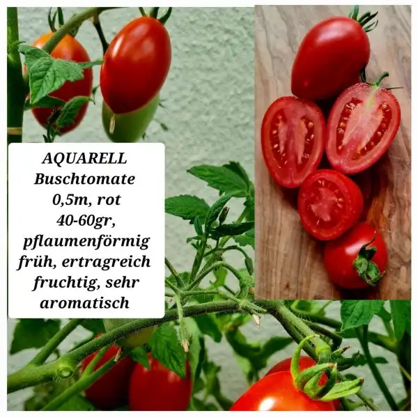 Tomaten: AQUARELL