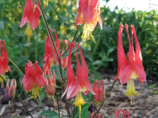 Stauden / Gehölz: Aquilegia canadensis