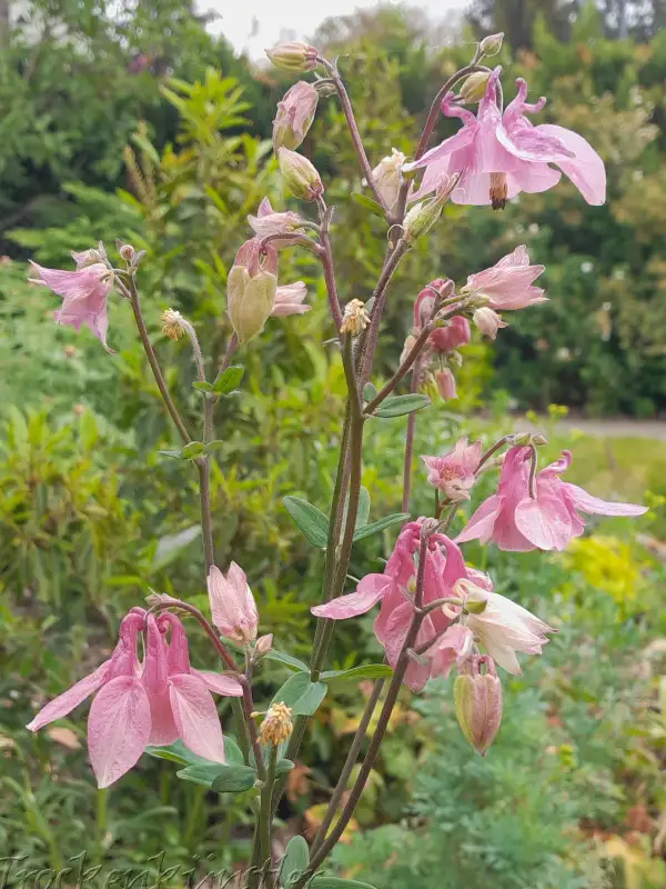 Stauden / Gehölz: Aquilegia vulgaris 