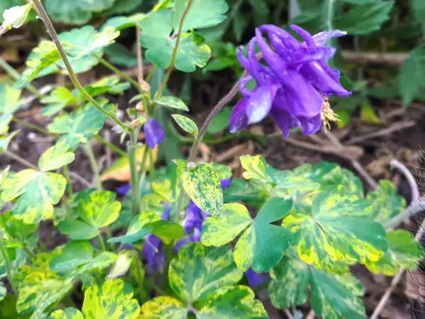 Stauden / Gehölz: Aquilegia vulgaris 