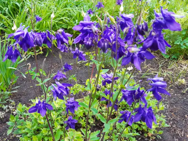 Stauden / Gehölz: Aquilegia vulgaris 
