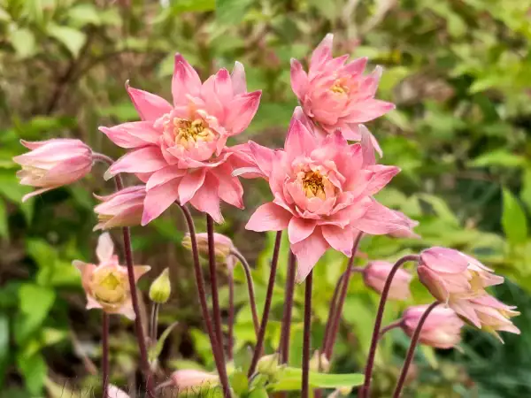 Stauden / Gehölz: Aquilegia vulgaris
