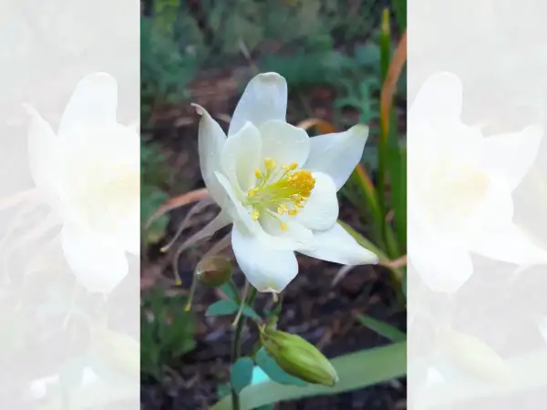 Stauden / Gehölz: Aquilegia vulgaris