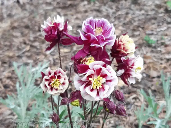 Stauden / Gehölz: Aquilegia vulgaris 