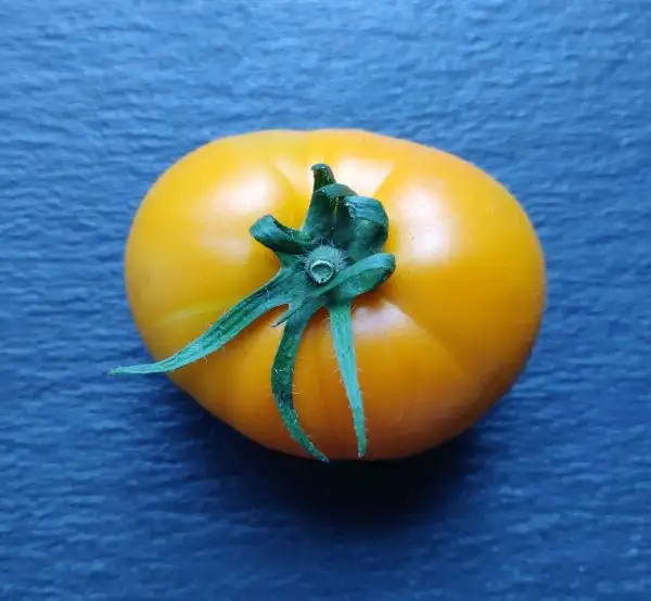 Tomaten: Arancia