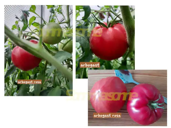Tomaten: Arbogast rosa