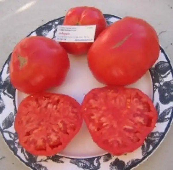 Tomaten: Arbogast rosa