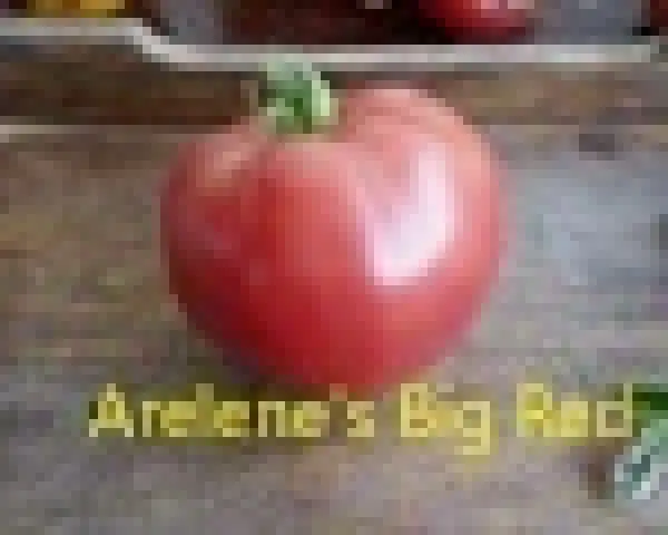 Tomaten: Arelene