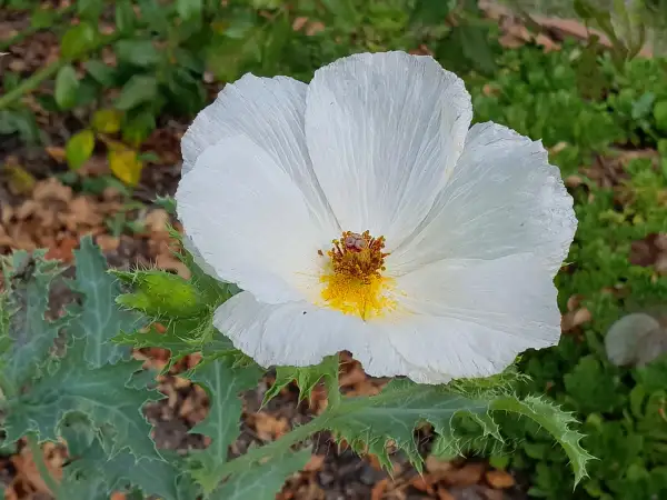 Blumen: Argemone grandiflora - Weißer Stachelmohn - White Prickly Poppy