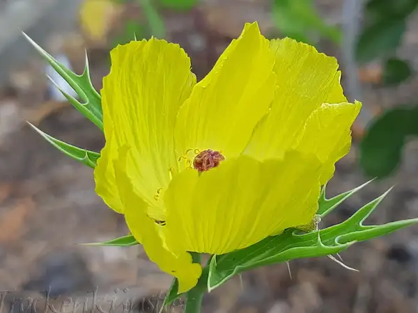 Blumen: Argemone mexicana ‣ ‣ ‣ ‣ Mexikan. Stachelmohn  ‣ Prickly Poppy