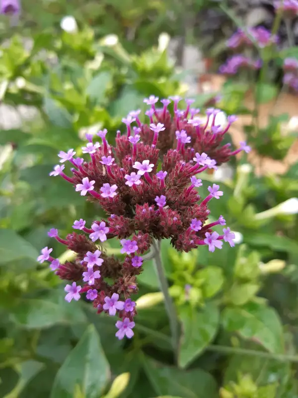 Blumen: Argentinisches Eisenkraut, verbena bonariensis