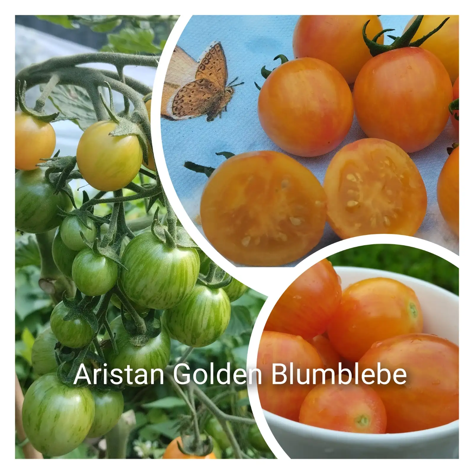 Tomaten: Aristan Golden Blumble Bee