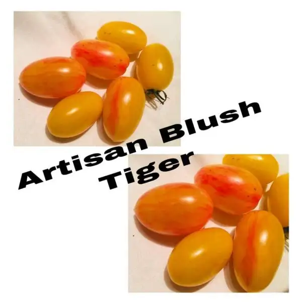 Tomaten: Ariston Blush