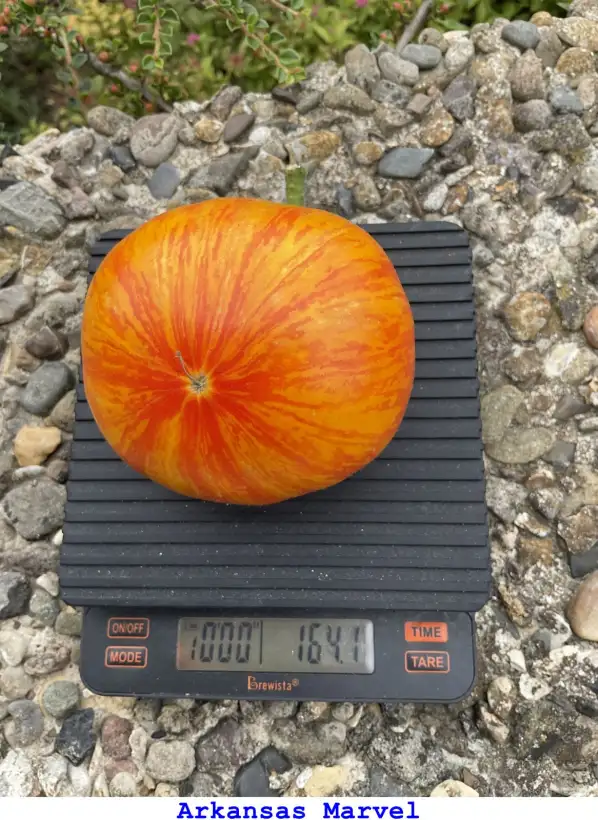 Tomaten: Arkansas Marvel