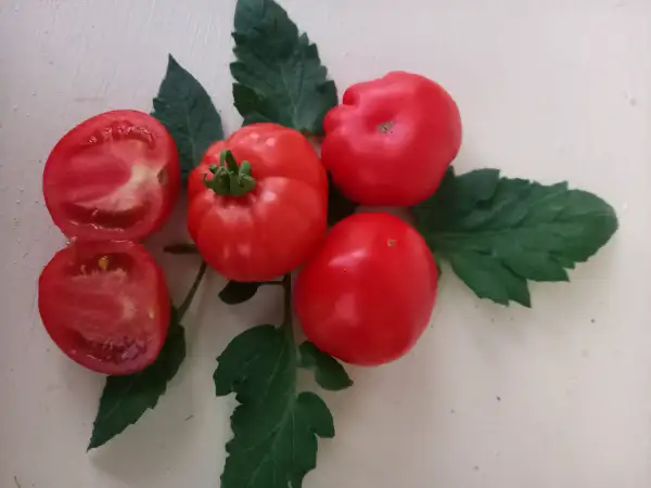 Tomaten: Arkansas Traveler