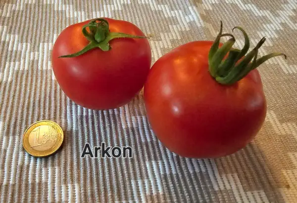 Tomaten: Arkon