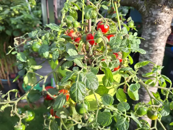 Tomaten: Arla - Ampeltomate
