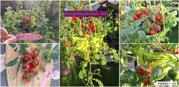 Tomaten: Arla - Ampeltomate