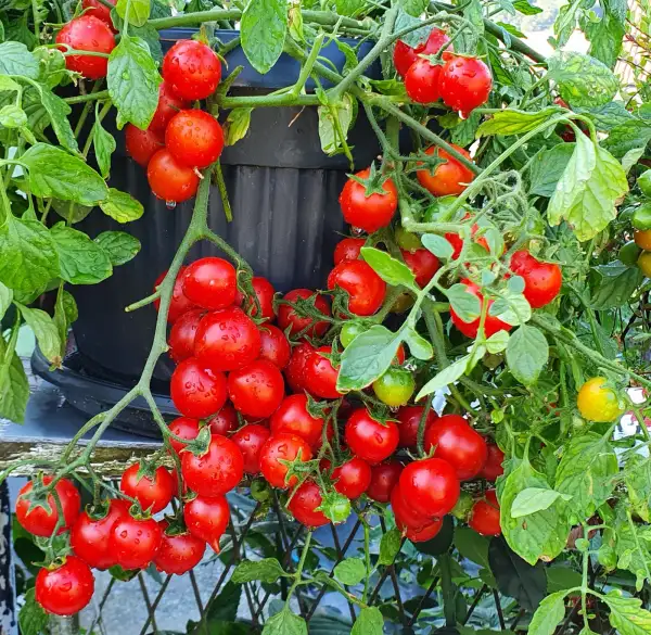 Tomaten: Arla