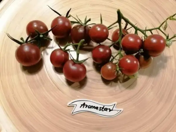 Tomaten: Aromastar