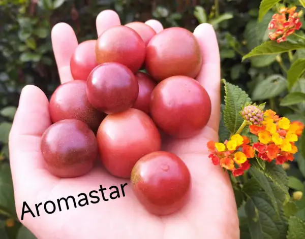 Tomaten: Aromastar