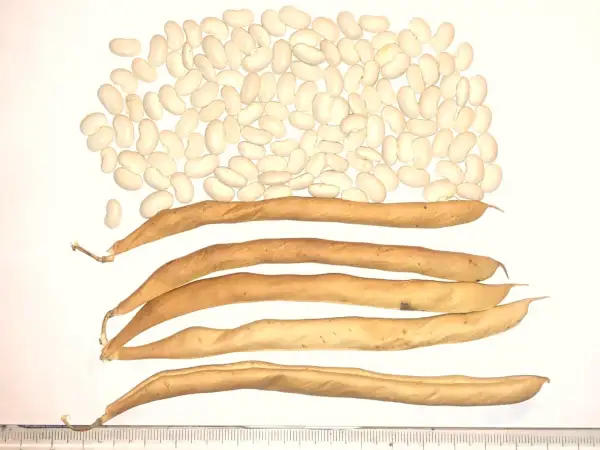 Bohnen: Arrocera de la Sierra Norte de Madrid