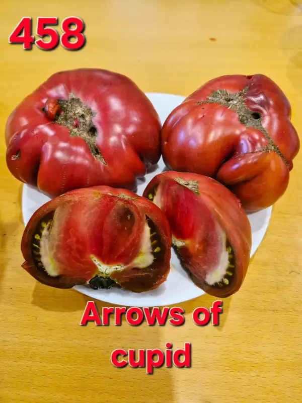 Tomaten: Arrows of cupid