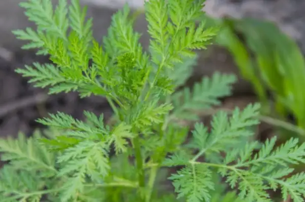 Kräuter: Artemisia Annua