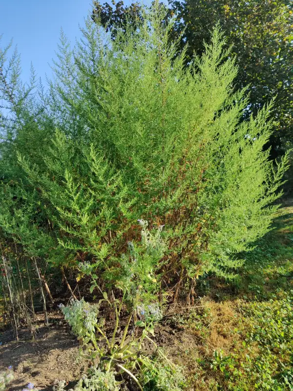 Blumen: Artemisiia annua