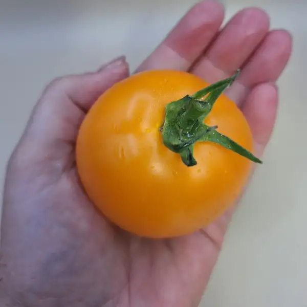 Tomaten: Arthur Fowler